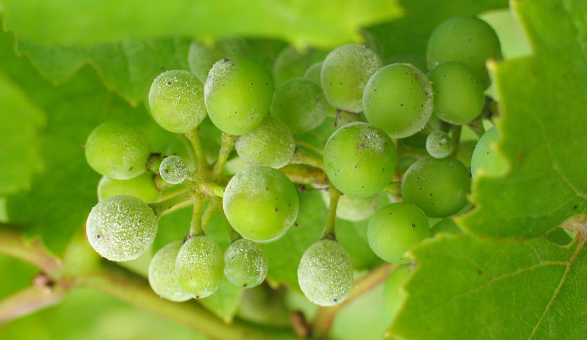 vine diseases - Vine diseases: the three main diseases of the vine